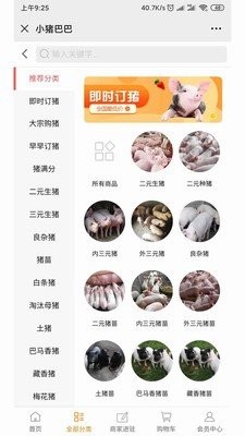 小豬巴巴截圖