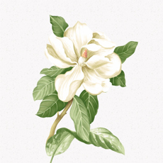 茉莉轉(zhuǎn)
