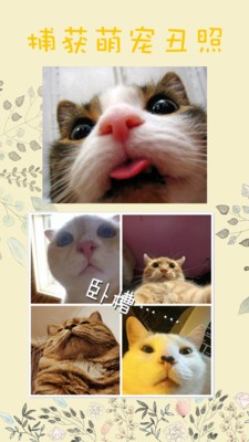 貓翻譯截圖