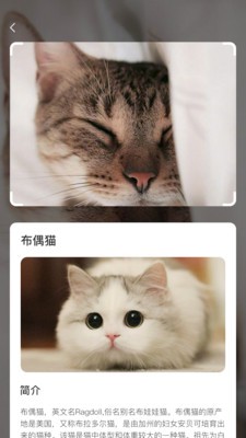 云養(yǎng)貓截圖