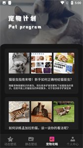 貓咪壁紙高清全屏