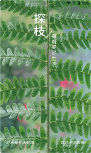探枝
