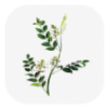 中藥植物百科