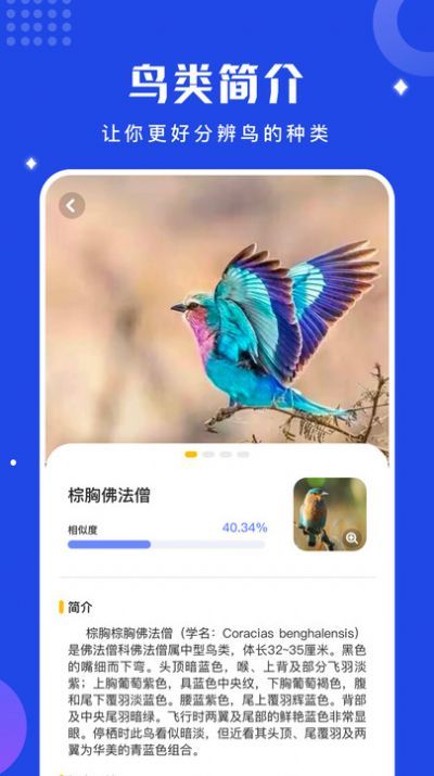 鳥語語言翻譯器 1.1