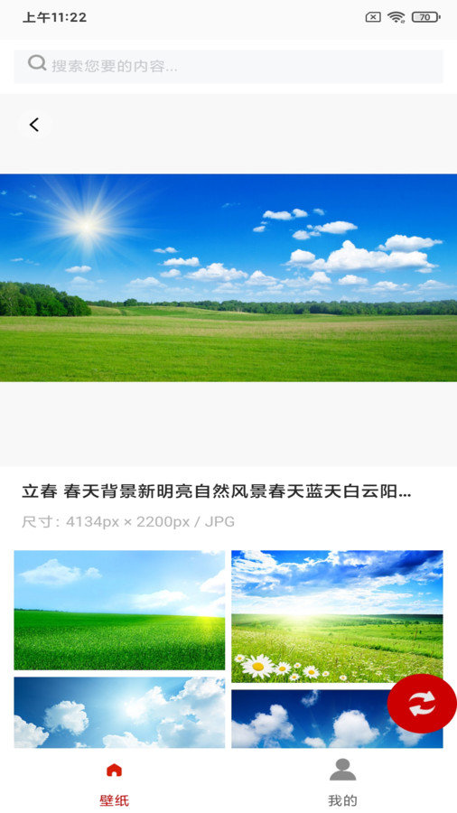 白鴿壁紙