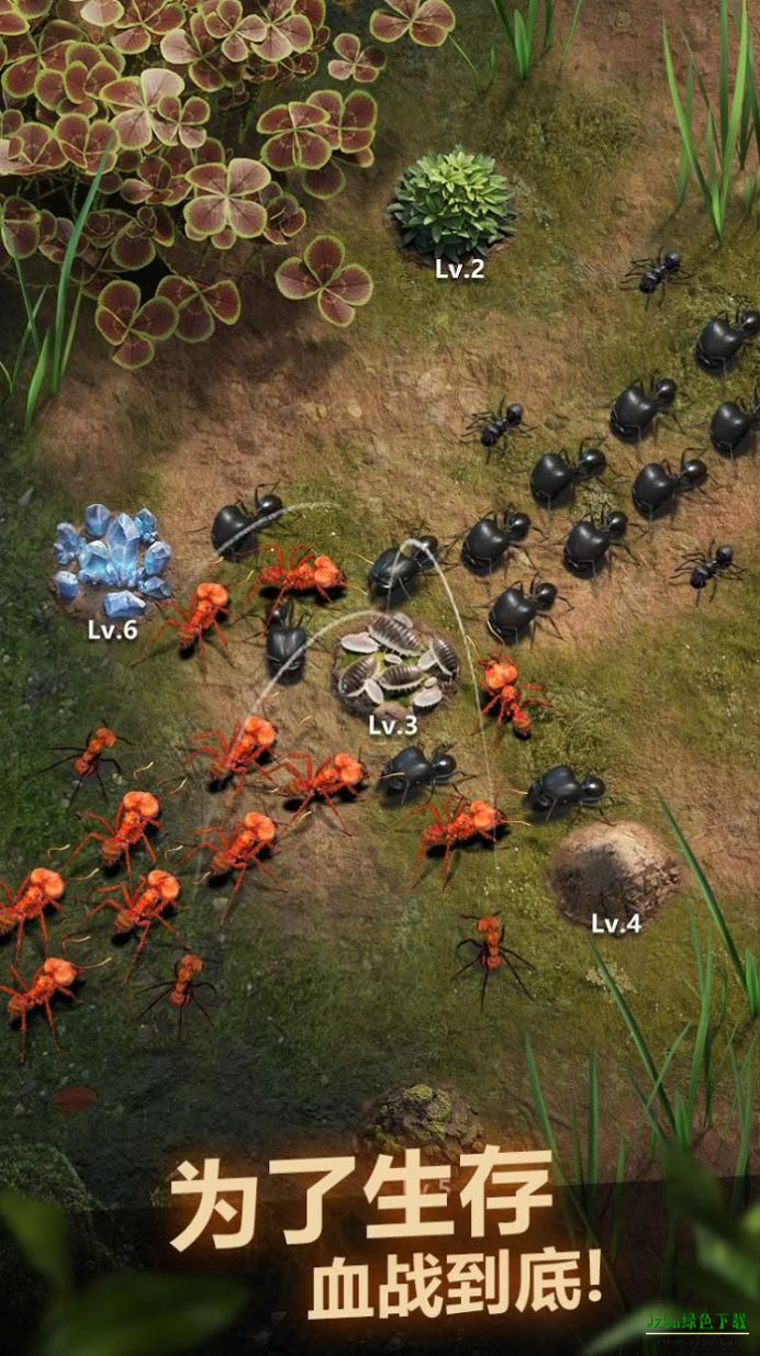 小小蚁国真实蚁巢