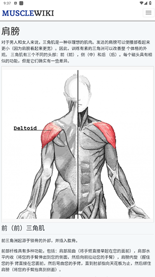 Musclewiki安卓版